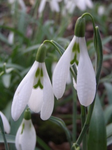 Galanthus 'John's Y-Fronts'